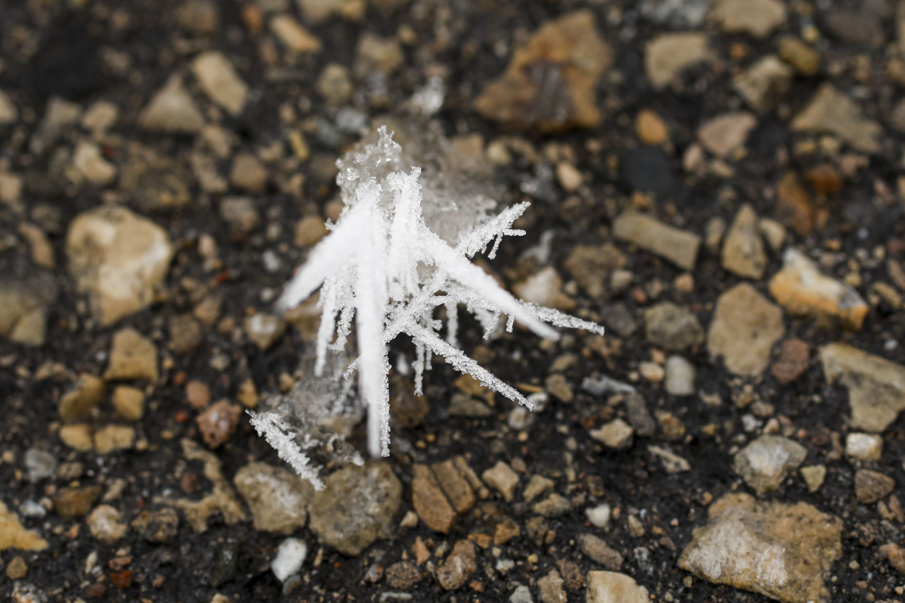 Rime Ice 010420 02-01042021165814